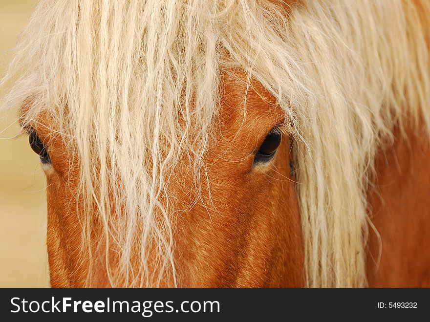 Draught horse in LozÃ¨re - France