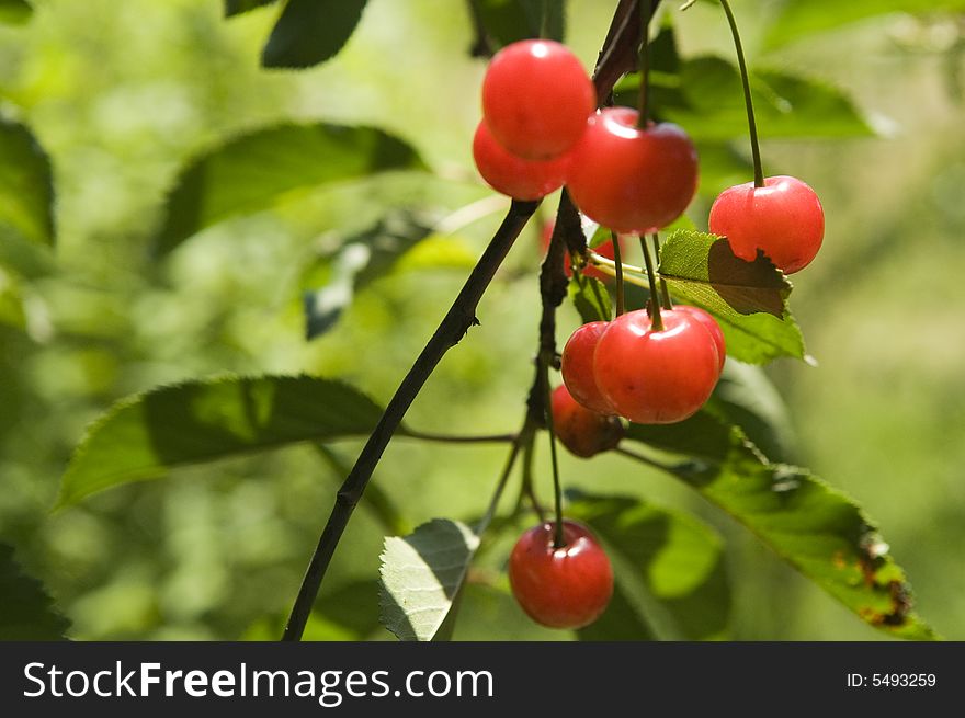 fresh tasty cherry in the summer garden. fresh tasty cherry in the summer garden