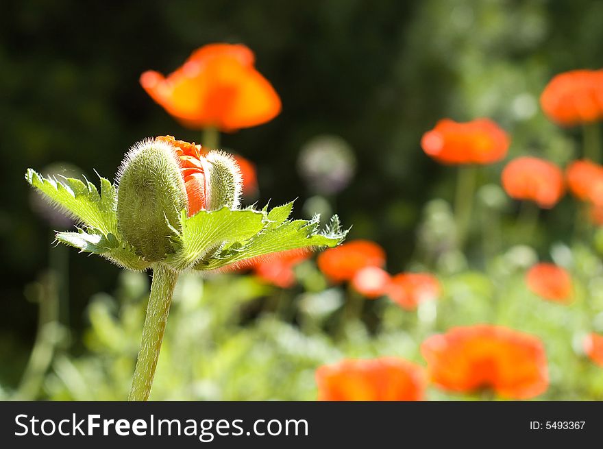 Poppy bad on the poppy field. Poppy bad on the poppy field