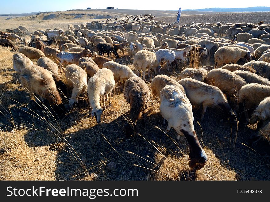 Flock of sheep grazing at desert