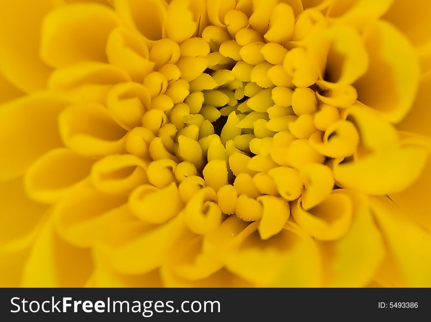 Single Yellow Chrysanthemum