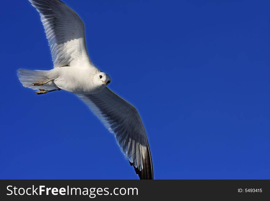 Single seagull is flying high above at deep blue sky and looking down right at me. Single seagull is flying high above at deep blue sky and looking down right at me