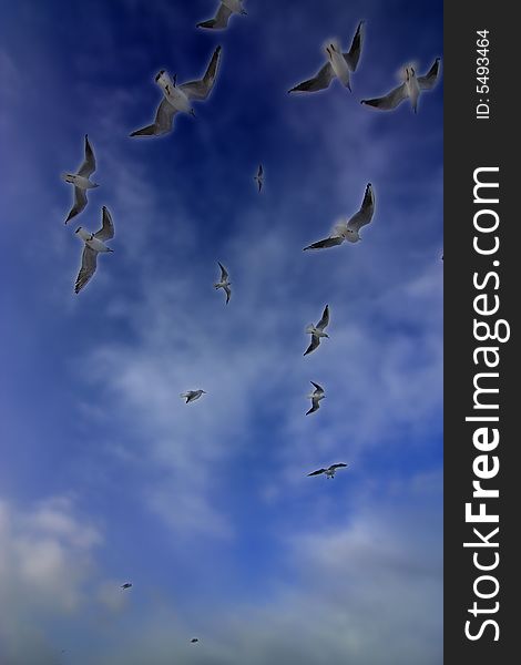 Seagulls are flying high at deep blue sky. Seagulls are flying high at deep blue sky