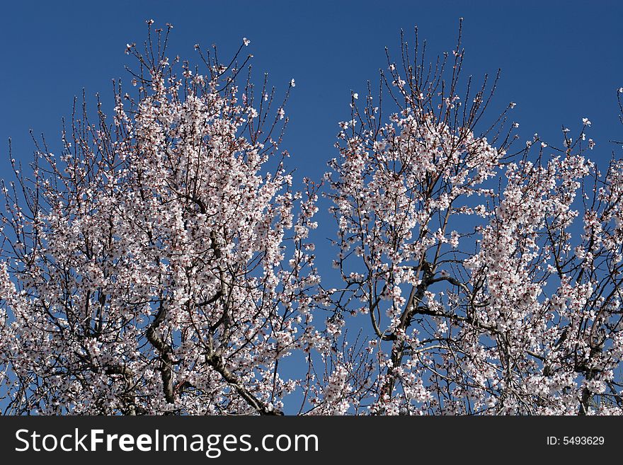 Almond trees in blossoms towards a blue sky