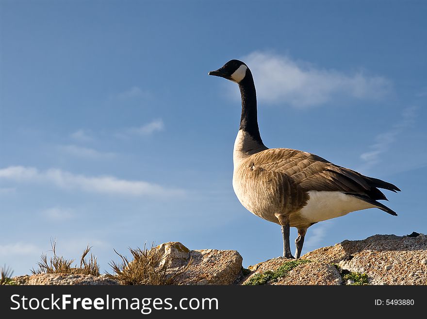 Canadian Goose Roosting During Migration