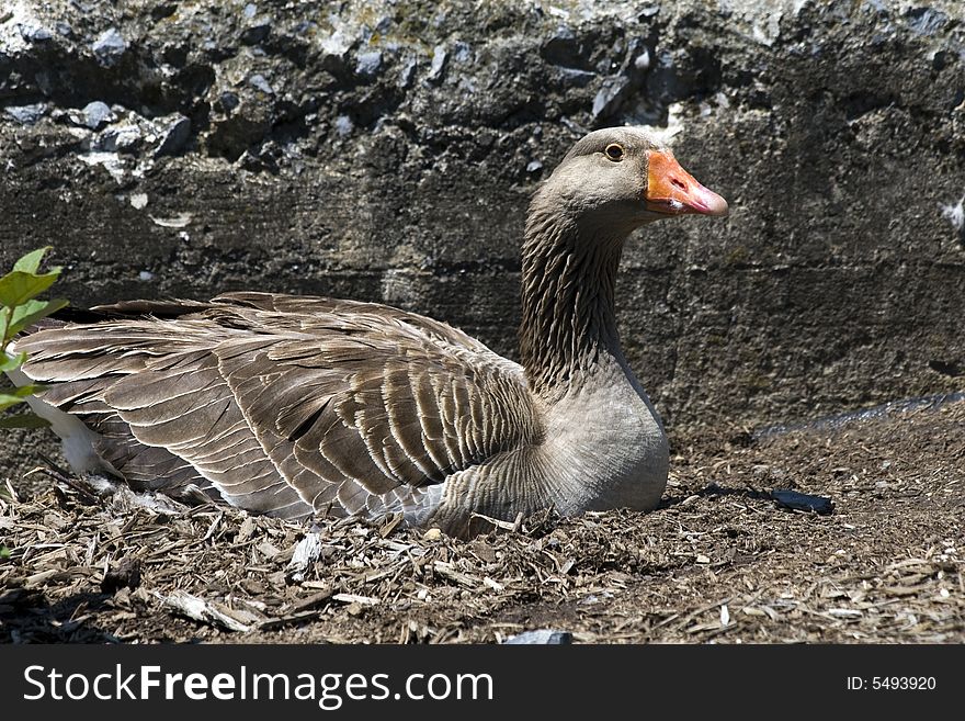 Female Greylag goose sitting on her nest in a public park. Female Greylag goose sitting on her nest in a public park.