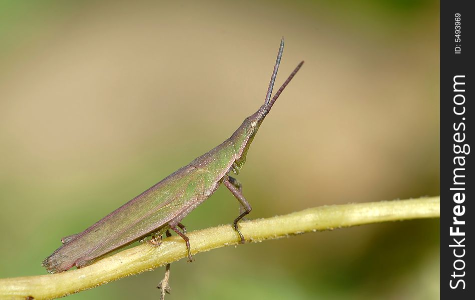 Brevis Front Grasshopper