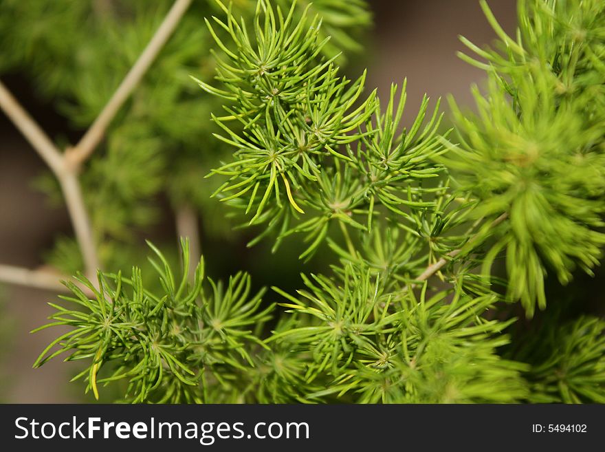 Green leafs in the forest. Green leafs in the forest