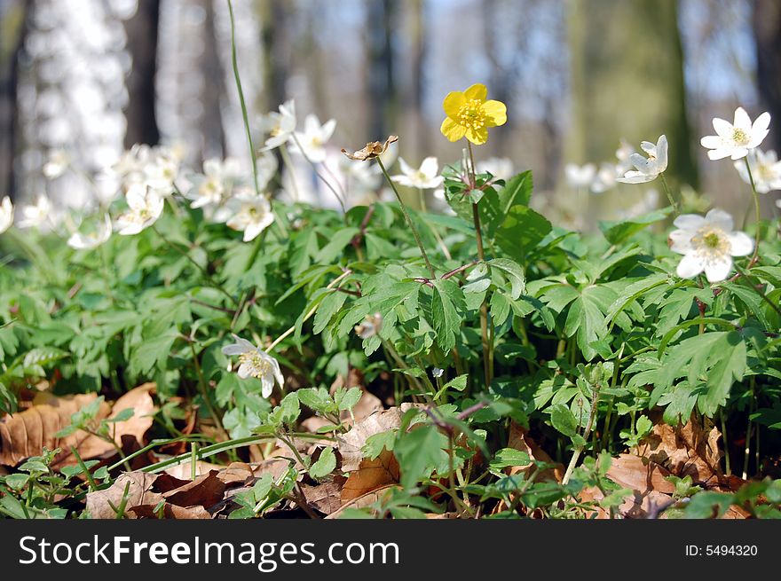 Lonely yellow flower in forest