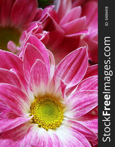 Beautiful flower as background image. Beautiful flower as background image