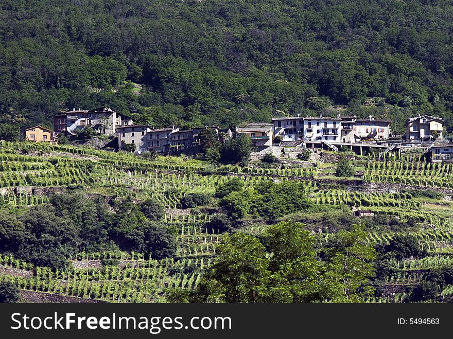 Italian vineyard terraces