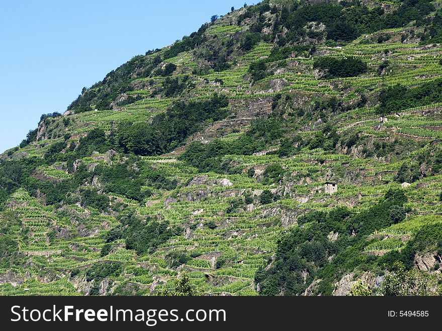 Italian vineyard terraces