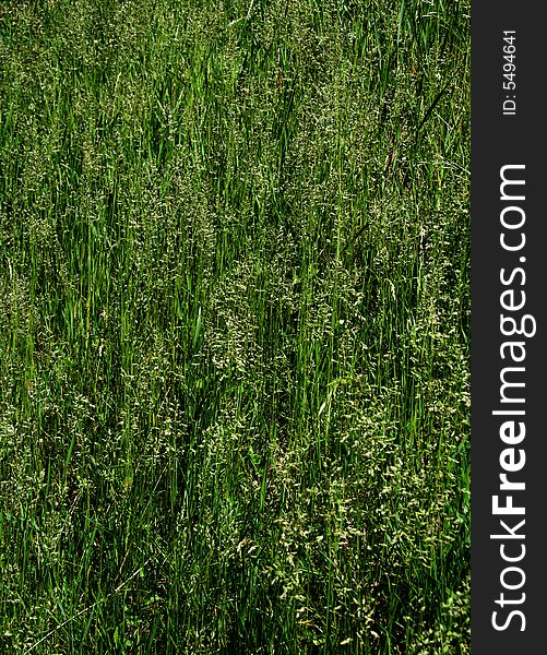 Texture Of Grass