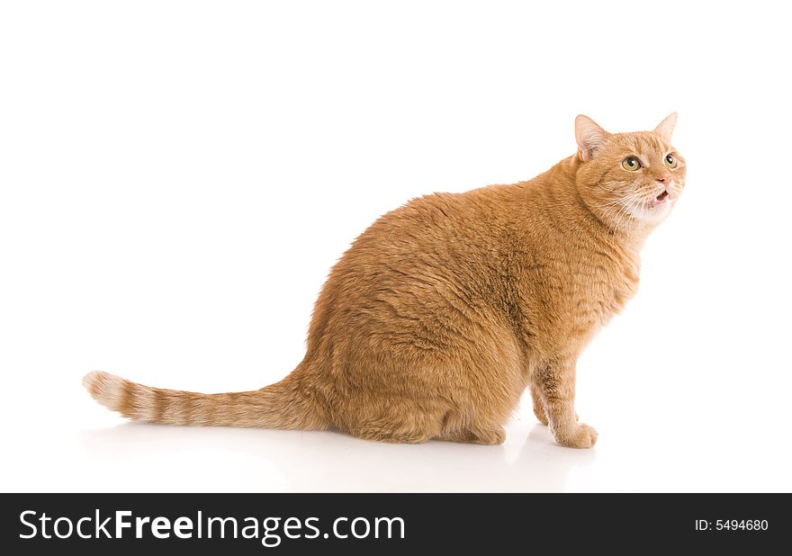 Red cat isolated on a white background