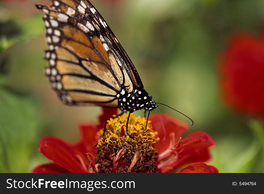 Monarch butterfly feeding on flower in garden in summer