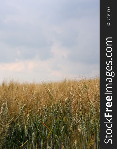 Wheat, ear of wheat field. Wheat, ear of wheat field