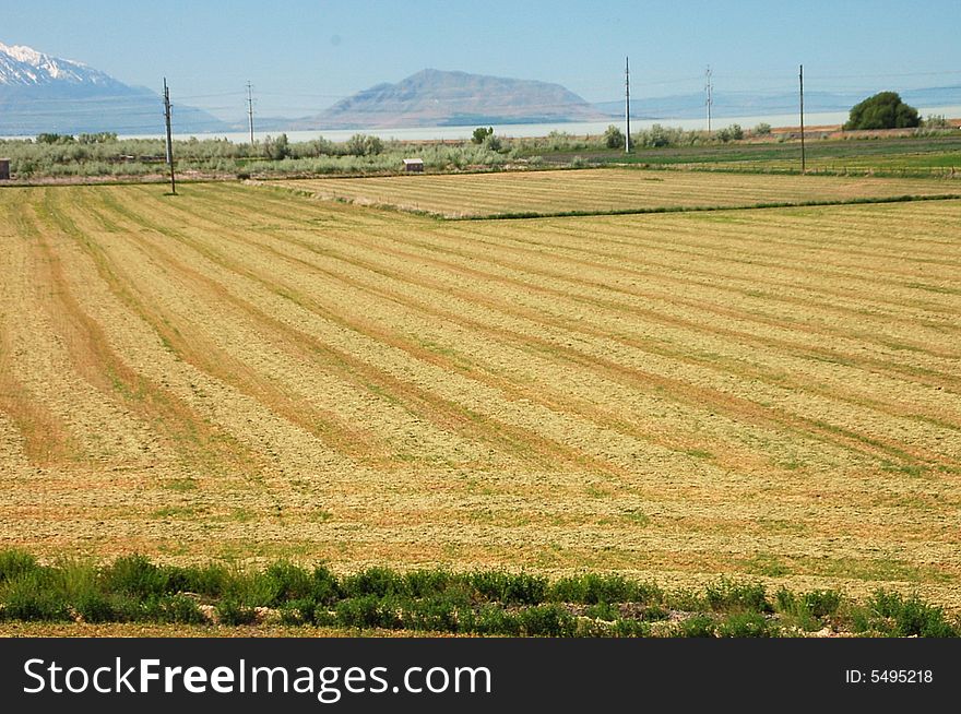 Farm wheat feild just cut and bailed and bailes taken away. Farm wheat feild just cut and bailed and bailes taken away