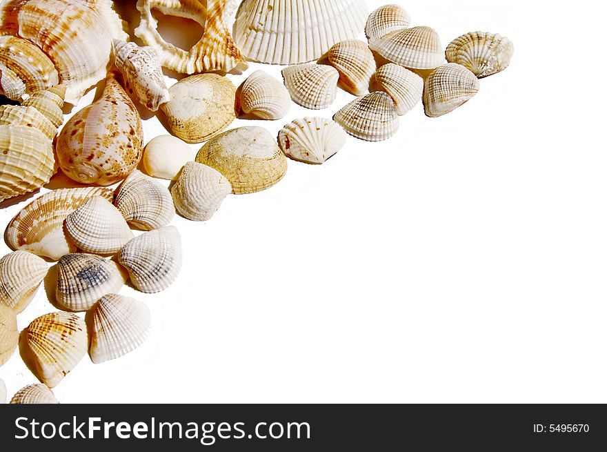 Seashells on white with a lot of copy space