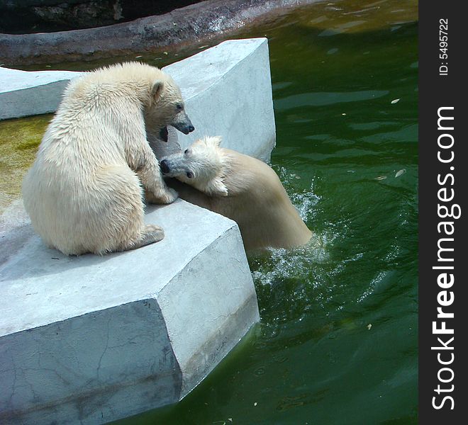 White bear cubs play on artificial island. White bear cubs play on artificial island