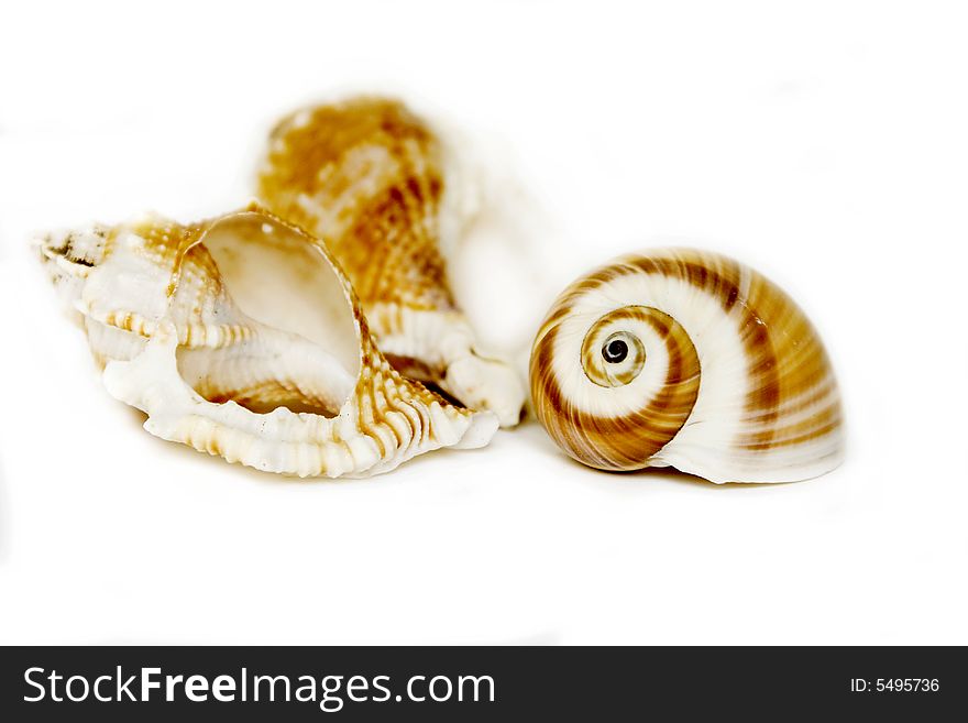 Seashells on white with a lot of copy space