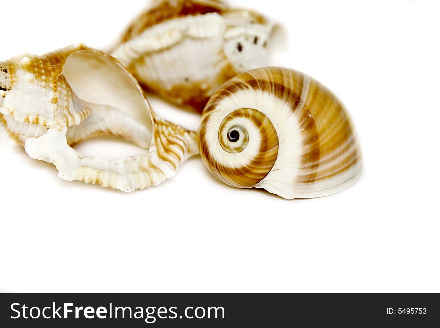 Seashells on white with a lot of copy space