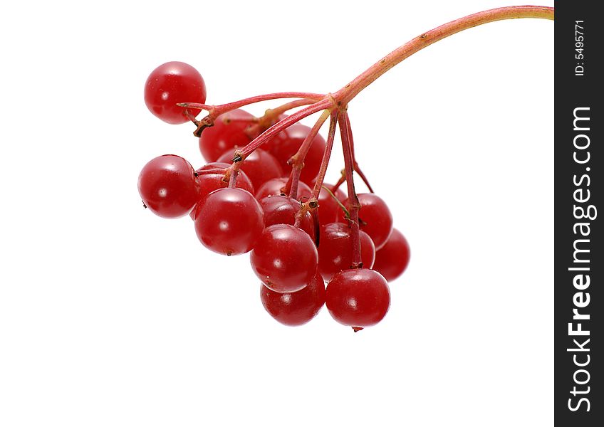 Bunch of red arrowwood berries isolated on white
