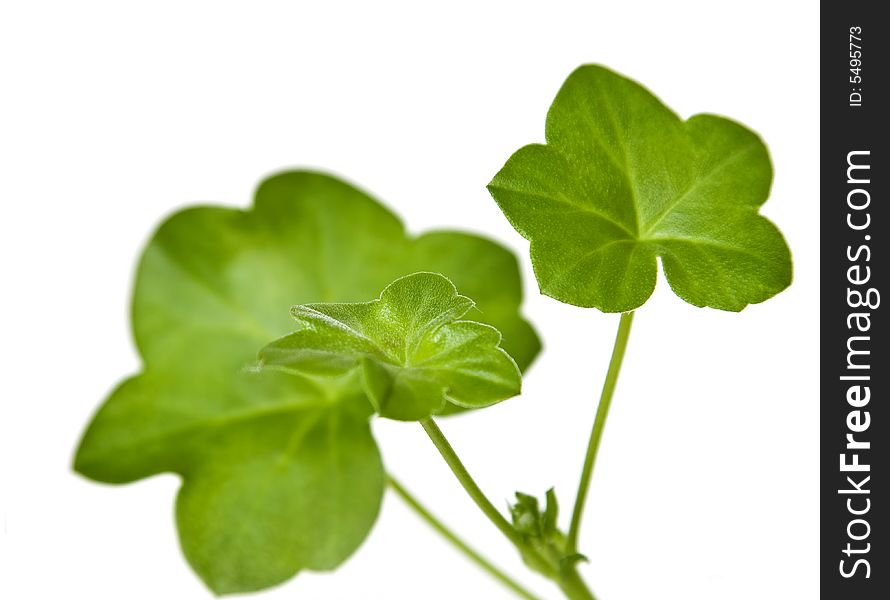 Green leaves isolated on white