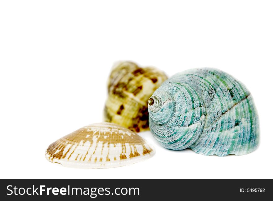 Seashells