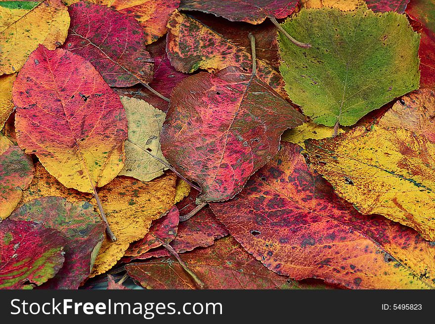 Colorful  background of autumn leaves. Colorful  background of autumn leaves