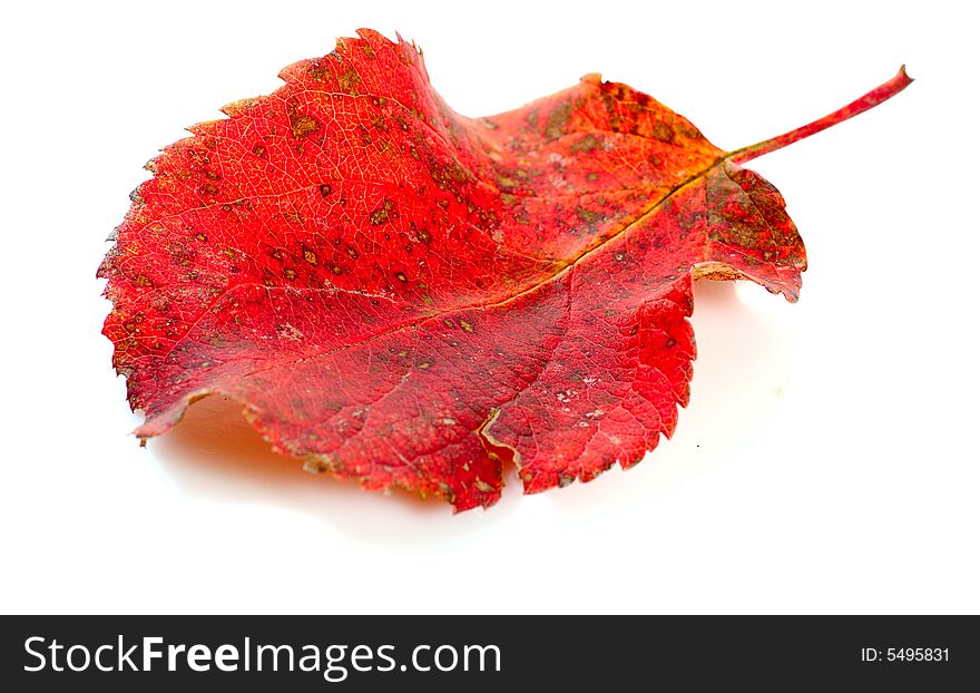 Autumn red apple leaf isolated on white. Autumn red apple leaf isolated on white