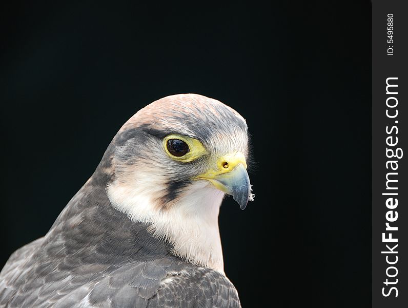 Head and shoulders portrait of bird of prey isolated on black