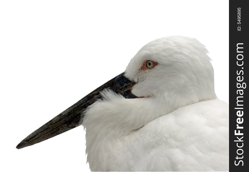 White stork's head, isolated, on white background