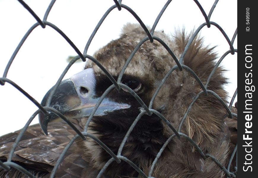 Condor in a cage, head, isolated on white background