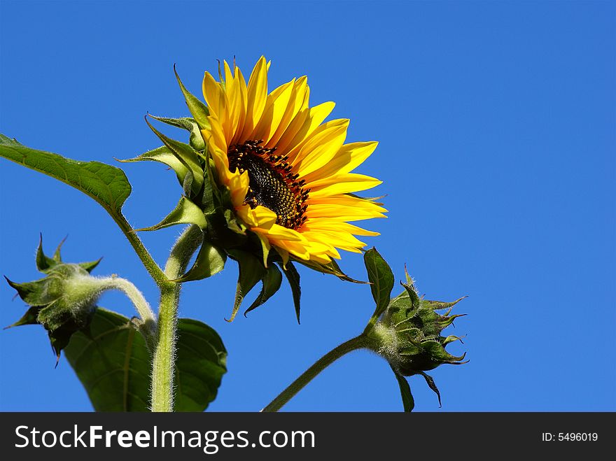 Bright fresh sunflower with buds over the blue sky