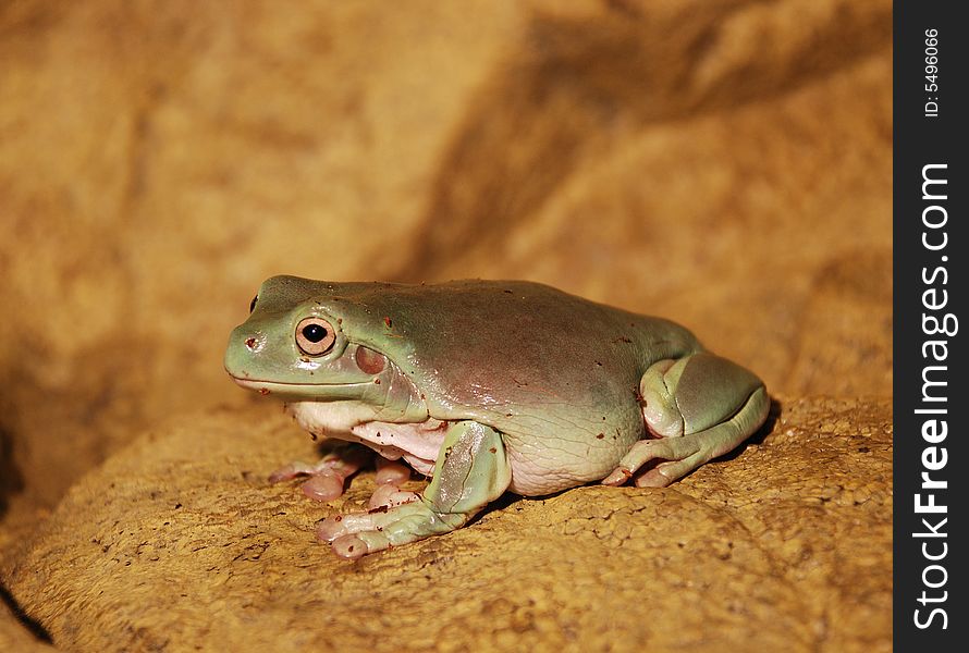 A cute frog, yellowish-green, isolated on a sand-like surface
