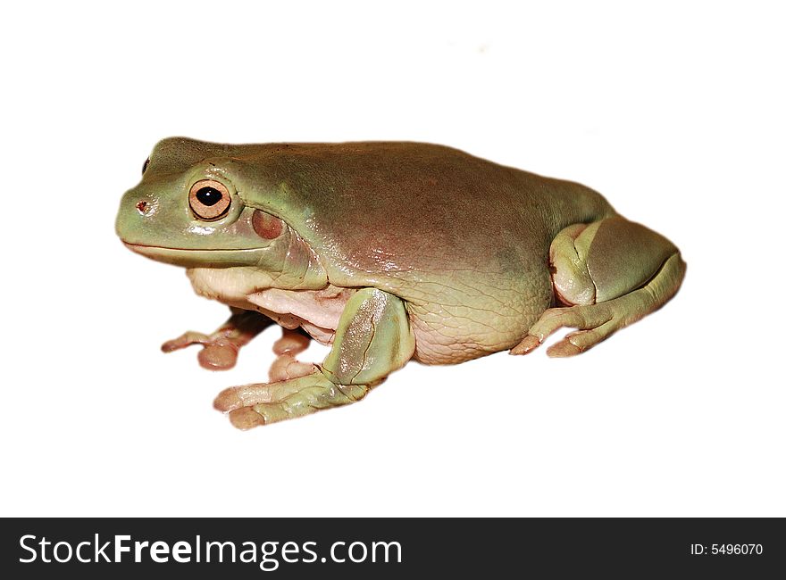 A cute frog, yellowish-green, isolated on white background