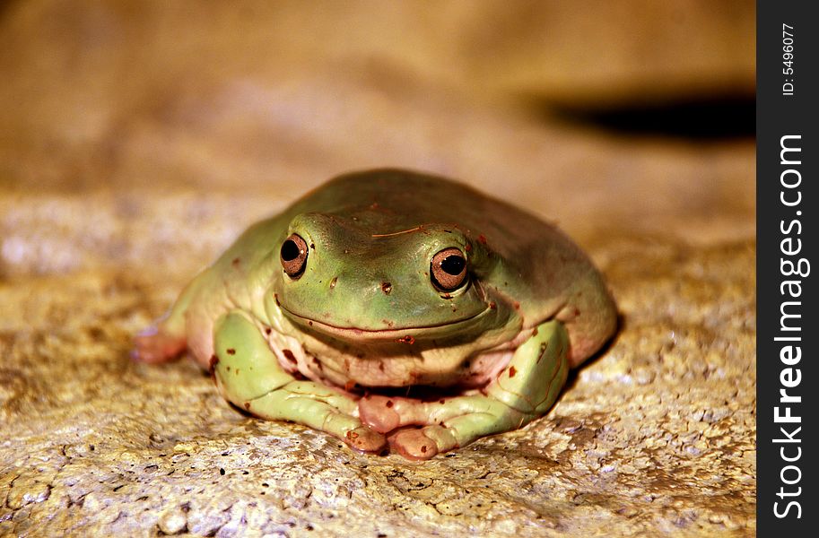 A cute frog, yellowish-green, on the sand-like surface