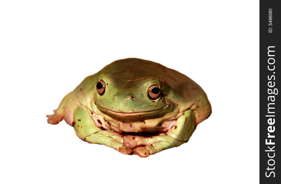 A cute frog, yellowish-green, isolated on white background