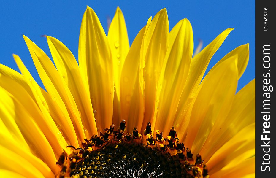 Close Up Shot Of Bright Sunflower With Dew Drops