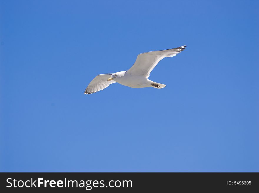 Seagull balances in air flow
