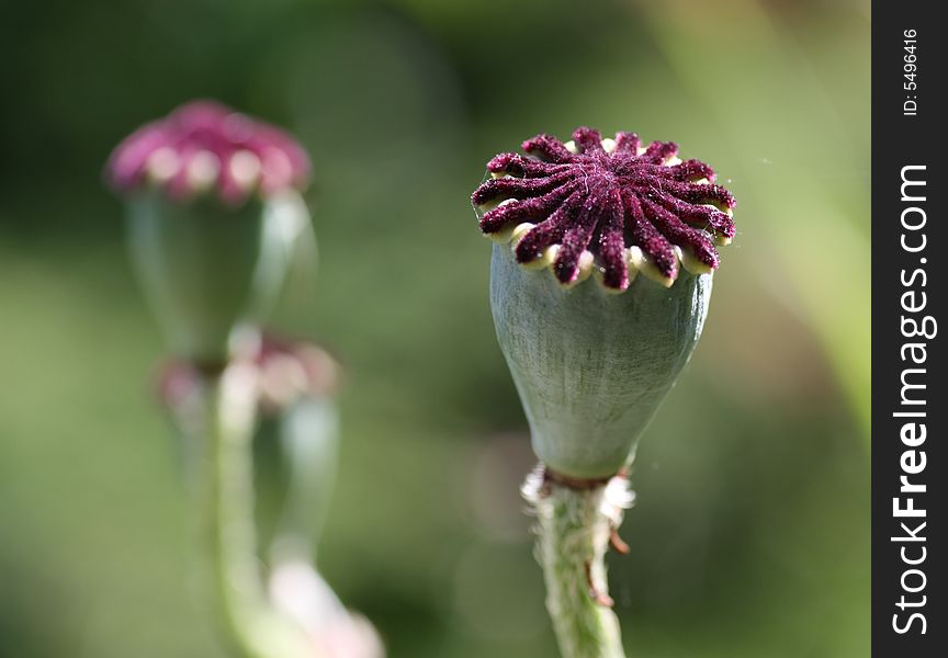 Poppy heads on summer meadow