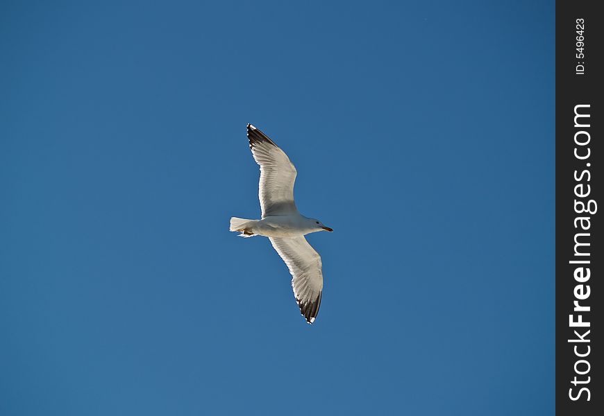 Seagull soaring high in the sky wingspan. Seagull soaring high in the sky wingspan