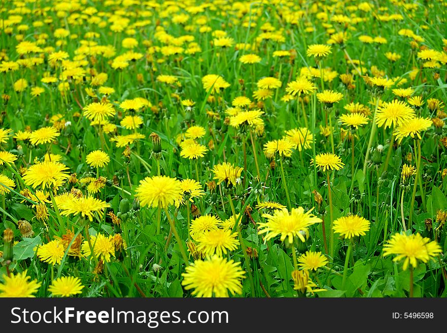 Meadow with yellow dandelions as background