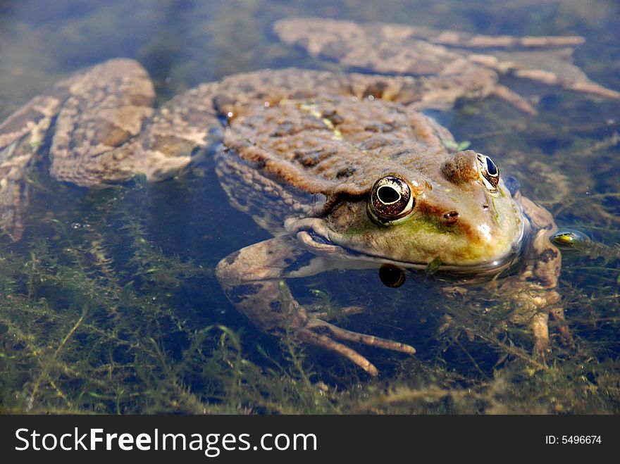 Nice green frog sitting in the water. Nice green frog sitting in the water