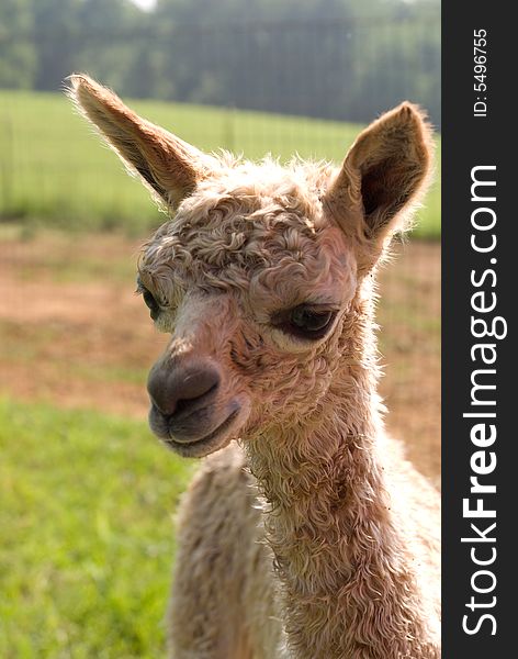 Suri alpaca cria headshot, blurred fence and pasture in background.