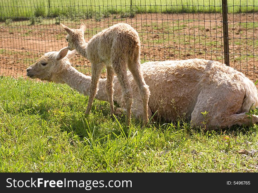 Suri alpaca cria and mother