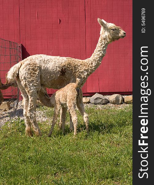 Suri alpaca cria nursing from mother in front of red barn wall