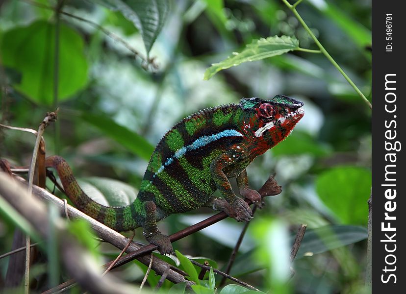 Chameleon in the Zurich Zoo