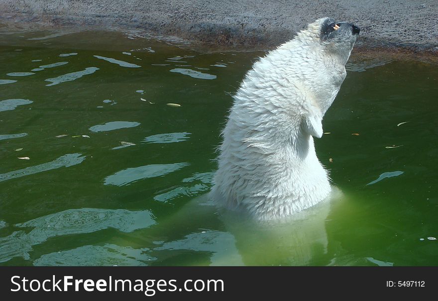 The polar bear (Ursus maritimus) comes up from water