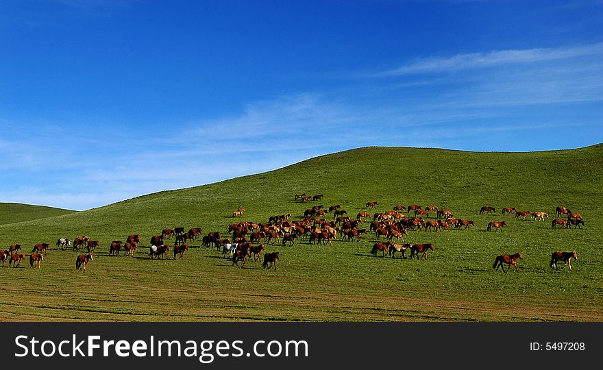 Horses on grasslands in inner mongolia of China